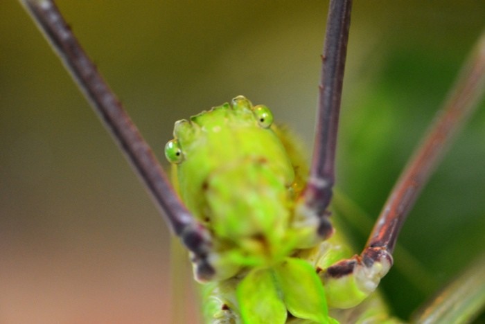 Hady Khandani, LONG LEGGED KATYDID 2 (HADYPHOTO, Fotografie, Heuschrecke, Insekten, Tierportrait, Nahaufnahme, Wohnzimmer, Treppenhaus, Wunschgröße, bunt)