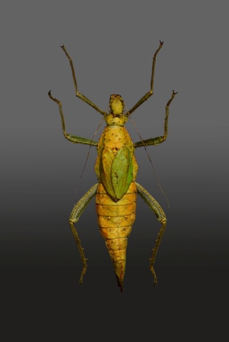 Hady Khandani, LONG LEGGED KATYDID - PREPARED