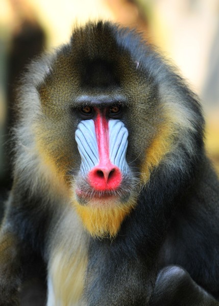 Hady Khandani, MANDRILL (Wunschgröße, HADYPHOTO, Fotografie, Photografie, Nahaufnahme, Natur, Tiere, Affe, Affengesicht, Affenfell, rote Nase, Wohnzimmer, Treppenhaus, bunt)