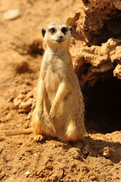 Hady Khandani, MEERCAT 1 (Wunschgröße, HADYPHOTO, Fotografie, Photografie, Nahaufnahme, Afrika, Tiere, Erdmännchen, Aufmerksamkeit, Wohnzimmer, Treppenhaus, bunt)