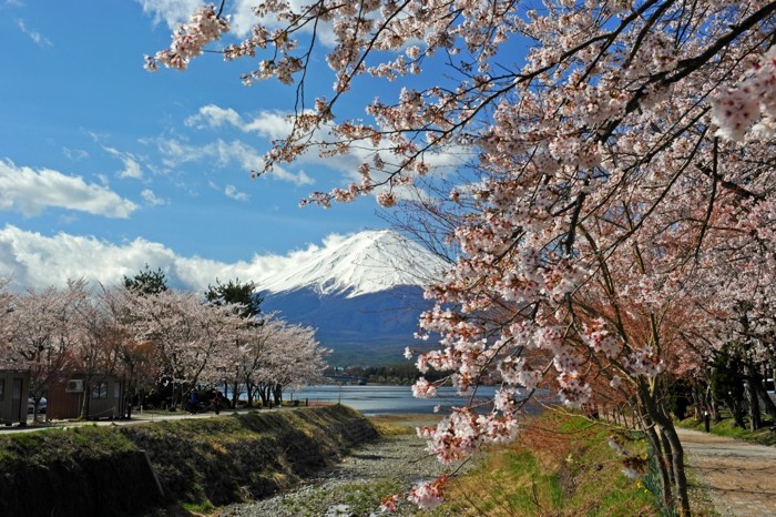 Leinwandbild, H. Khandani, MOUNT FUJI - CHERRY BLOSSOM  (HADYPHOTO, Fotografie, Kirschblüten, Blütenzweig, Japan, Fujijama, Berg, Landschaft, Frühling, Wohnzimmer, Treppenhaus, bunt)