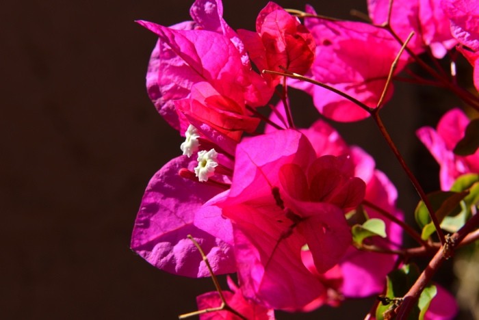 Hady Khandani, OLD PINK BLOSSOMS