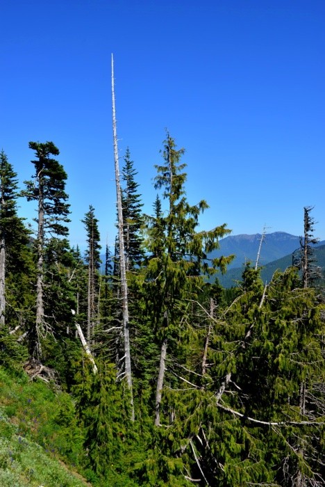 Hady Khandani, OLYMPIC MOUNTAINS - WASHINGTON - USA 4 (Landschaft, Berg, Wald, Bäume, NAdelbäume, Amerika,  Wunschgröße, Fotografie, Treppenhaus, Wohnzimmer,  bunt)