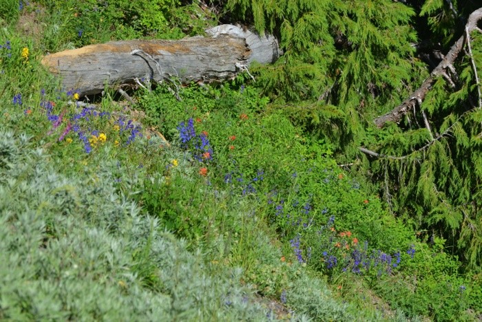 Hady Khandani, OLYMPIC MOUNTAINS - WASHINGTON - USA 5 (Landschaft, Wald, Bäume, Nadelbäume, Amerika,  Wunschgröße, Fotografie, Treppenhaus, Wohnzimmer,  bunt)