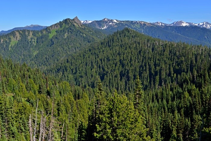 Hady Khandani, OLYMPIC MOUNTAINS - WASHINGTON - USA 7 (Landschaft, Berge, Gebirge, Wald, Amerika,  Wunschgröße, Fotografie, Treppenhaus, Wohnzimmer,  bunt)