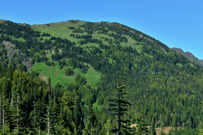 Hady Khandani, OLYMPIC MOUNTAINS - WASHINGTON - USA 8 (Landschaft, Berg, Wald,  Amerika,  Wunschgröße, Fotografie, Treppenhaus, Wohnzimmer,  bunt)