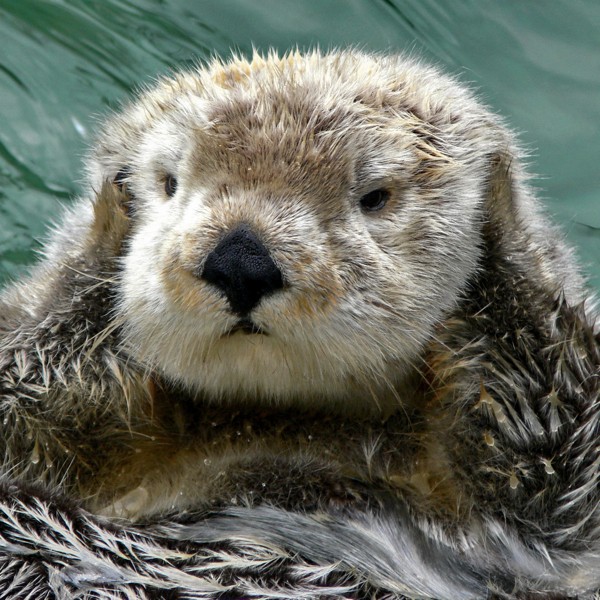 Hady Khandani, OTTER - SQUARE PORTRAIT 2 (Wunschgröße, HADYPHOTO, Fotografie, Photografie, Nahaufnahme,  Tiere, Wassertier, Otter, Fischotter, niedlich, putzig, Wasser, Wohnzimmer, Treppenhaus, Badezimmer, bunt)