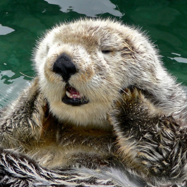 Hady Khandani, OTTER - SQUARE PORTRAIT 3 (Wunschgröße, HADYPHOTO, Fotografie, Photografie, Nahaufnahme,  Tiere, Wassertier, Otter, Fischotter, niedlich, putzig, Wasser, Wohnzimmer, Treppenhaus, Badezimmer, bunt)