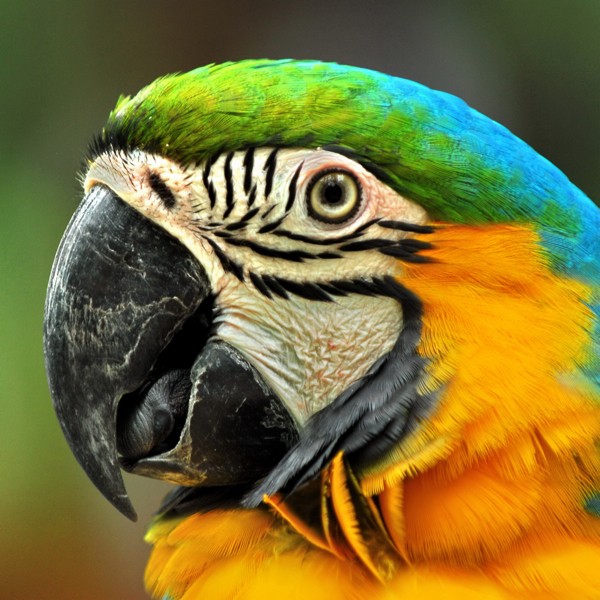 Hady Khandani, PARROT - SQUARE PORTRAIT (Wunschgröße, HADYPHOTO, Fotografie, Photografie, Nahaufnahme,  Natur, Tiere, Vogel, Papagei, Papageienschnabel, Ara, Wohnzimmmer, Treppenhaus, bunt)