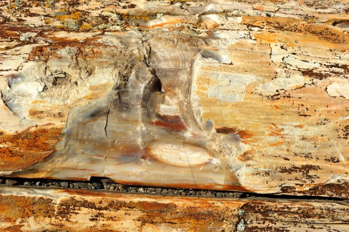 Hady Khandani, PETRIFIED WOOD 1 (HADYPHOTO, Fotografie, Holz, Versteinertes Holz, Geologie, Nahaufnahme, Wohnzimmer, Treppenhaus, Wunschgröße, bunt)