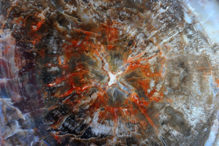 Hady Khandani, PETRIFIED WOOD 2 (HADYPHOTO, Fotografie, Holz, Versteinertes Holz, Geologie, Nahaufnahme, Wohnzimmer, Treppenhaus, Wunschgröße, bunt)