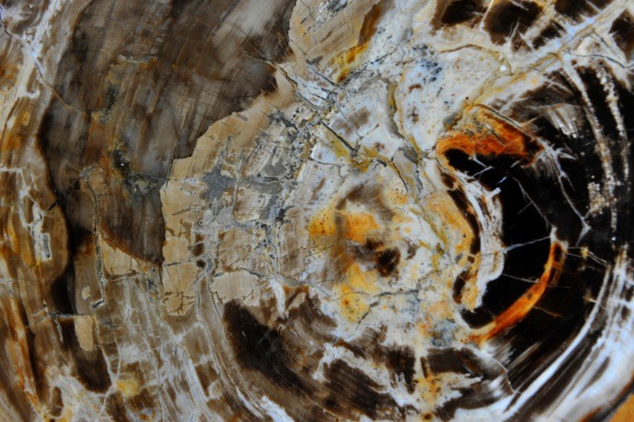 Hady Khandani, PETRIFIED WOOD 3 (HADYPHOTO, Fotografie, Holz, Versteinertes Holz, Geologie, Nahaufnahme, Wohnzimmer, Treppenhaus, Wunschgröße, bunt)