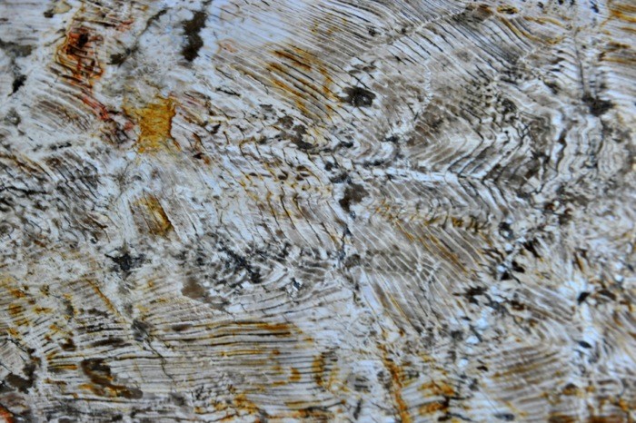 Hady Khandani, PETRIFIED WOOD 4 (HADYPHOTO, Fotografie, Holz, Versteinertes Holz, Geologie, Nahaufnahme, Wohnzimmer, Treppenhaus, Wunschgröße, bunt)