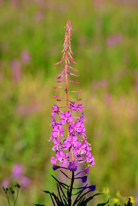 Hady Khandani, PINK BLOSSOM (Pflanzen, Sommer, Blüte, Natur, Blumen, Wunschgröße, Fotokunst Treppenhaus, Wohnzimmer, Arztpraxis, bunt)