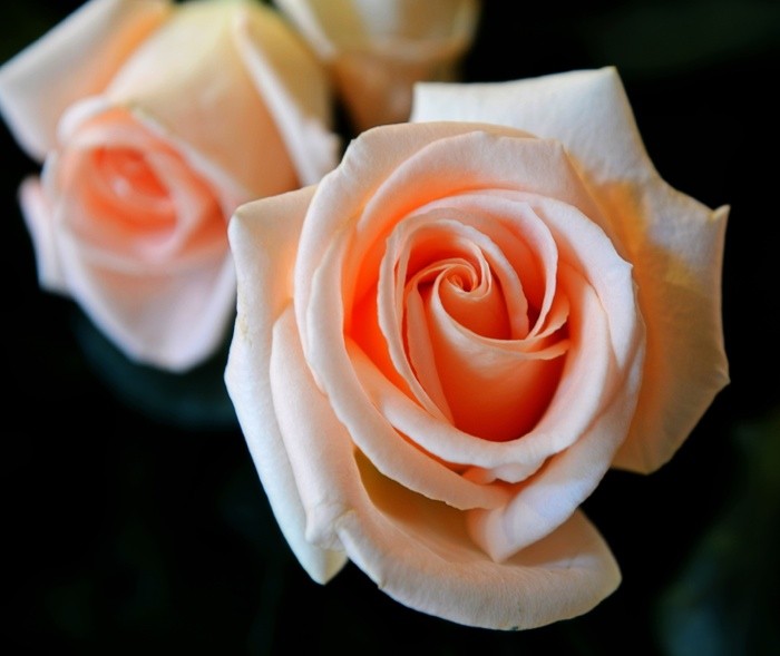 Hady Khandani, PINK ROSES (HADYPHOTO, Fotografie, Pflanzen, Blumen, Rosen, edel, Blüten, Botanik, Treppenhaus, Wunschgröße, Nahaufnahme, bunt)