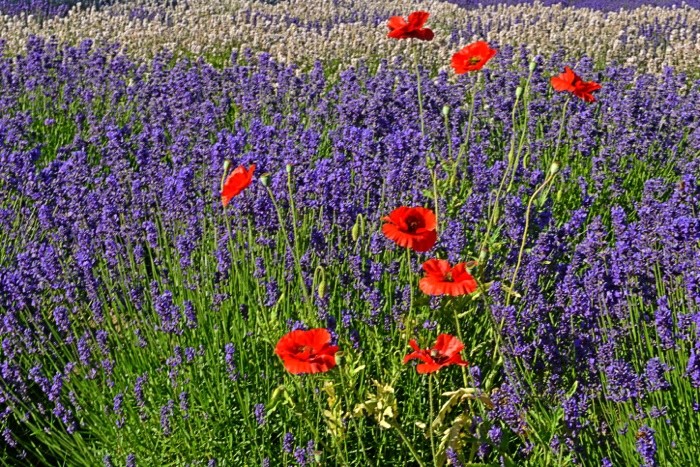 Hady Khandani, POPPIES IN LAVENDER - OLYMPIC PENINSULA - USA 2 (Lavendel, Mohnblumen, Pflanzen, Sommer, Blüten, Natur, Blumen, Wunschgröße, Fotografie, Treppenhaus, Wohnzimmer, Arztpraxis, bunt)
