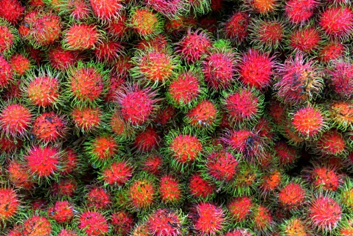 Hady Khandani, RAMBUTAN FRUIT