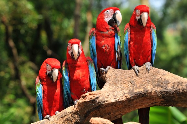 Hady Khandani, RED PARROTS (Wunschgröße, HADYPHOTO, Fotografie, Photografie, Nahaufnahme, Natur, Tiere, Vögel, Papageien, Ara,  Wohnzimmer, Treppenhaus, rot / blau)