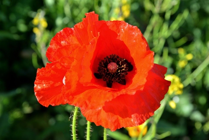 Hady Khandani, RED POPPY BLOSSOM (Mohnblume, Pflanze, Sommer, Blüte, Blume, Nahaufnahme, Wunschgröße, Fotokunst, Treppenhaus, Wohnzimmer, Arztpraxis, bunt)