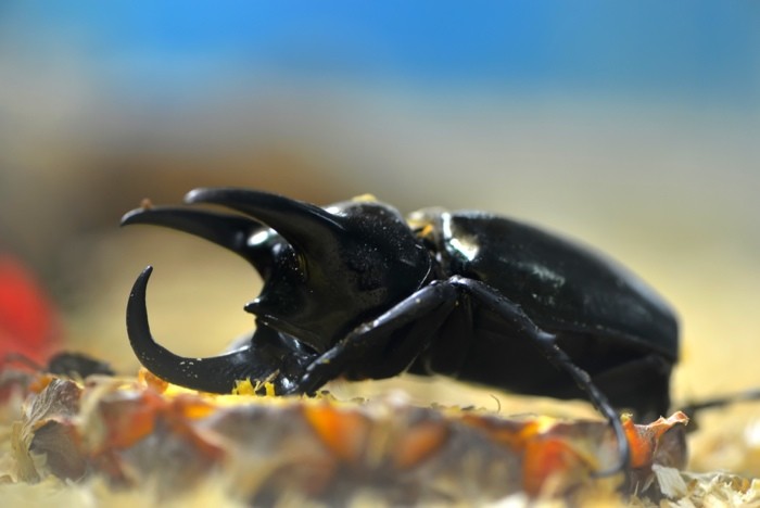 Hady Khandani, RHINOCEROS BEETLE (HADYPHOTO, Fotografie, Nashornkäfer, Insekten, Tierportrait, Nahaufnahme,  Wohnzimmer, Treppenhaus, Wunschgröße, bunt)