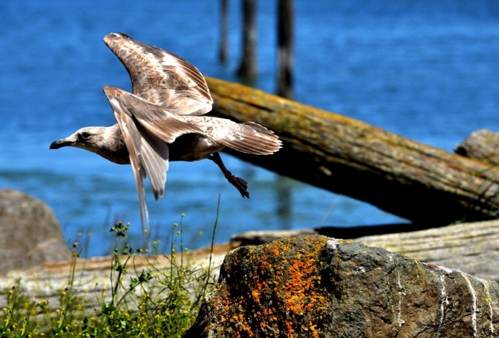 Hady Khandani, SEAGULL - THE TAKE OFF (Seemöwe, Abflug, Fliegen, Abheben, Vogel, Wasservogel, Wunschgröße, Fotografie, Treppenhaus, Wohnzimmer,  bunt)