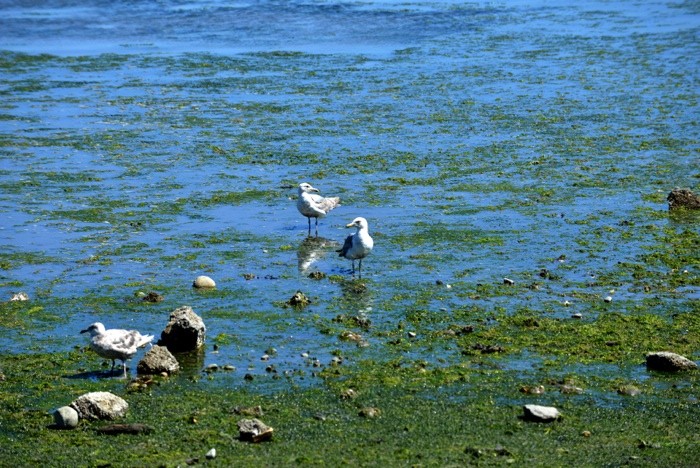 Hady Khandani, SEAGULLS AT DUNGENESS BAY - OLYMPIC PENINSULA - USA (Seemöwen, Vögel, tiere, Wasservögel, Ufer, Gewässer, Wunschgröße, Fotografie, Treppenhaus, Wohnzimmer,  bunt)