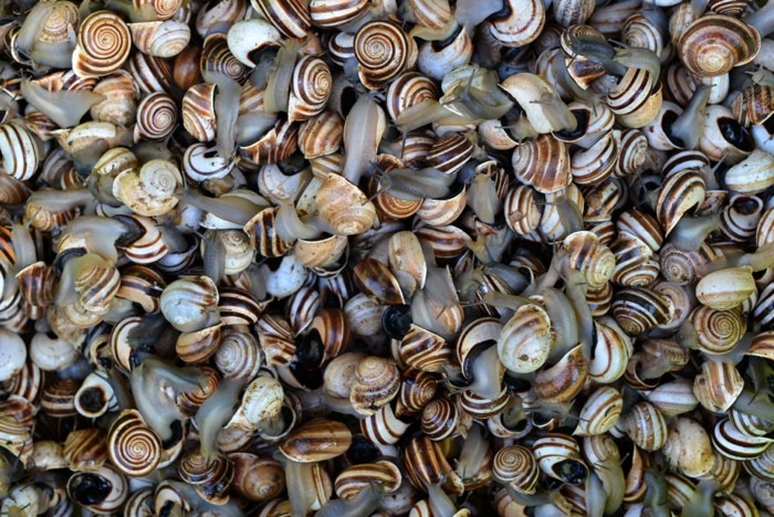 Hady Khandani, SNAILS (HADYPHOTO, Fotografie, Schnecken, Schneckenhäuser, Wohnzimmer, Treppenhaus, Wunschgröße, bunt)