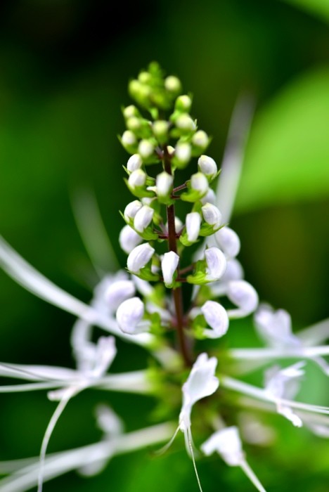 Hady Khandani, SPIDER LILY (HADYPHOTO, Fotografie, Botanik, Blume, Blüte, Lilie, Spinnenlilie, Nahaufnahme, Wohnzimmer, Treppenhaus, Wunschgröße, bunt)