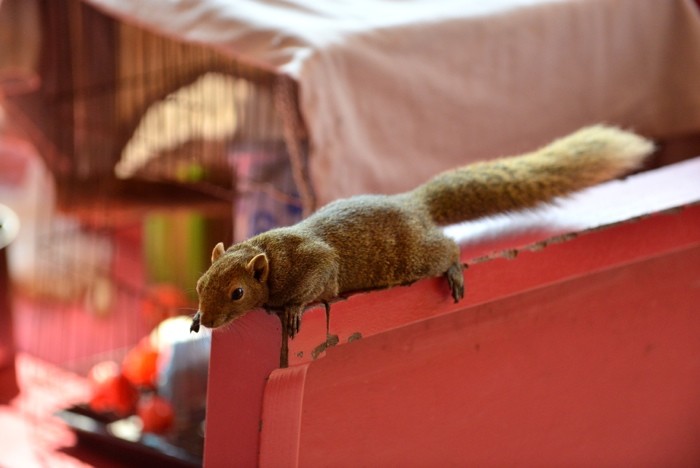 Hady Khandani, SQUIRREL PET - THAILAND (HADYPHOTO, Fotografie, Tiere, Eichhörnchen, Haustiere, Wunschgröße, Treppenhaus, bunt)