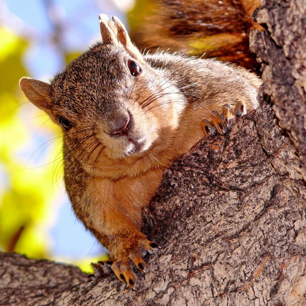 Hady Khandani, SQUIRREL - SQUARE PORTRAIT 2 (Wunschgröße, HADYPHOTO, Fotografie, Photografie, Nahaufnahme, Natur, Tiere,  Eichhörnchen, Baumrinde, Wohnzimmmer, Treppenhaus, braun)