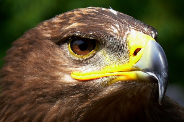 Hady Khandani, STEPPE EAGLE (Wunschgröße, HADYPHOTO, Fotografie, Photografie, Nahaufnahme, Natur, Tiere, Vogel, Adler, Adlerkopf, Steppenadler, Wohnzimmmer, Treppenhaus, bunt)