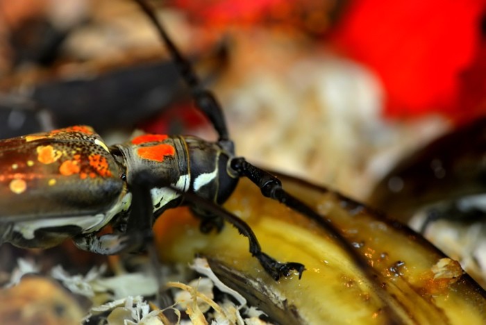 Hady Khandani, THE BUG (HADYPHOTO, Fotografie, Käfer, Wanze, Insekten, Tierportrait, Nahaufnahme, Wohnzimmer, Treppenhaus, Wunschgröße, bunt)