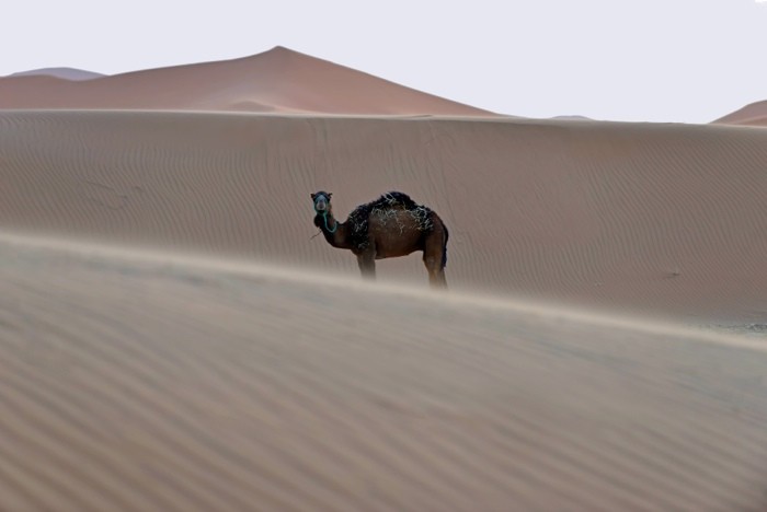 Hady Khandani, THE LONELY CAMEL - SAHARA - MOROCCO (HADYPHOTO, Fotografie, Landschaft, Sahara, Wüste, Kamel, Sanddünen, Panorama, Marokko, Wohnzimmer, Treppenhaus, Wunschgröße, bunt)