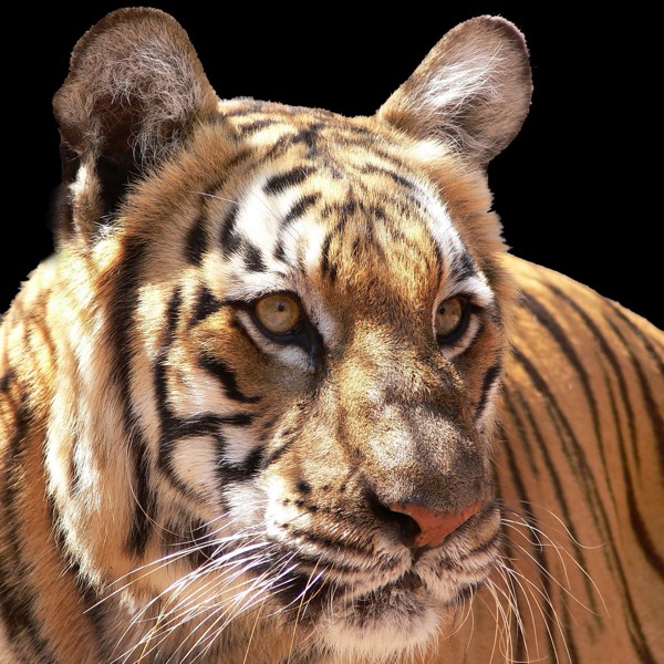 Hady Khandani, TIGER - SQUARE PORTRAIT 2 (Wunschgröße, HADYPHOTO, Fotografie, Photografie, Nahaufnahme, Großkatze,  Tiere, Tiger, Tierportrait, Wohnzimmer, Treppenhaus, bunt)