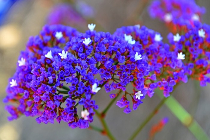 Hady Khandani, TINY PURPLE BLOSSOMS (HADYPHOTO, Fotografie, Blumen, Blüten, Pflanze, Botanik, Nahaufnahme, Schlafzimmer, Treppenhaus, Wunschgröße, violett)