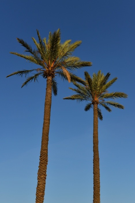 Hady Khandani, TWO PALMS (HADYPHOTO, Fotografie, Bäume, Palmen, Botanik, Himmel, Sommer, Wohnzimmer, Treppenhaus, Wunschgröße, bunt)