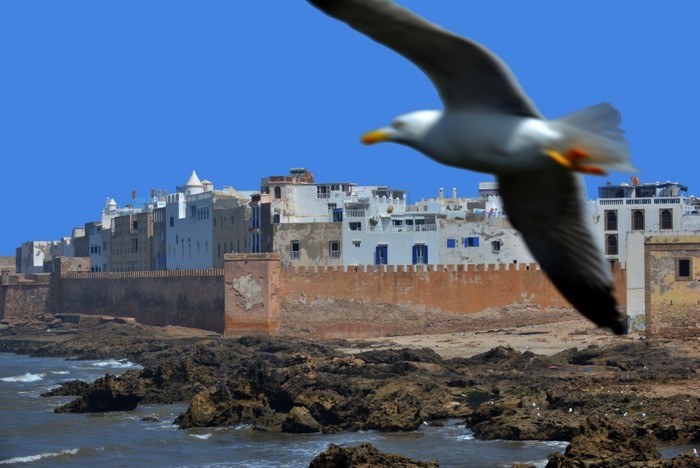 Hady Khandani, VIEW OF ESSAOUIRA WITH DOVE - MOROCCO (HADYPHOTO, Fotografie,  Städte, Stadtmauer, Küste, Möwe, Marokko, Afrika, Wohnzimmer, Treppenhaus, Wunschgröße, bunt)