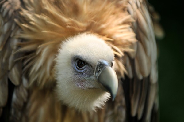 Hady Khandani, VULTURE 1 (Wunschgröße, HADYPHOTO, Fotografie, Photografie, Nahaufnahme, Natur, Tiere, Vogel, Geier, Aasfresser, Wohnzimmmer, Treppenhaus, bunt)