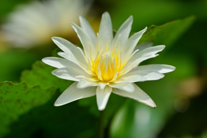 Hady Khandani, WATER LILY (HADYPHOTO, Fotografie, Botanik, Blume, Blüte, Lilie, Wasserlilie, Nahaufnahme, Wohnzimmer, Treppenhaus, Wunschgröße, bunt)