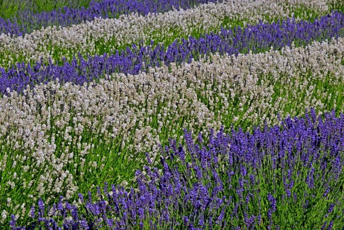 Hady Khandani, WHITE AND PURPLE LAVENDER - OLYMPIC PENINSULA - USA 1 (Lavendel, Feld, Pflanzen, Sommer,  Wunschgröße, Fotografie, Treppenhaus, Wohnzimmer, bunt)