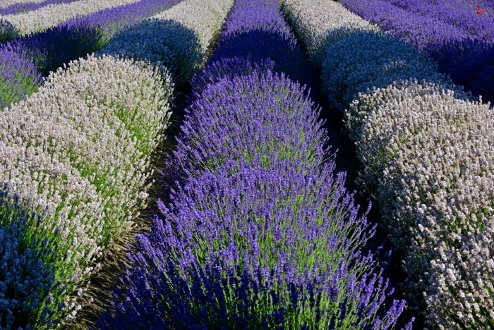 Hady Khandani, WHITE AND PURPLE LAVENDER - OLYMPIC PENINSULA - USA 2 (Lavendel, Feld, Pflanzen, Sommer,  Wunschgröße, Fotografie, Treppenhaus, Wohnzimmer, bunt)