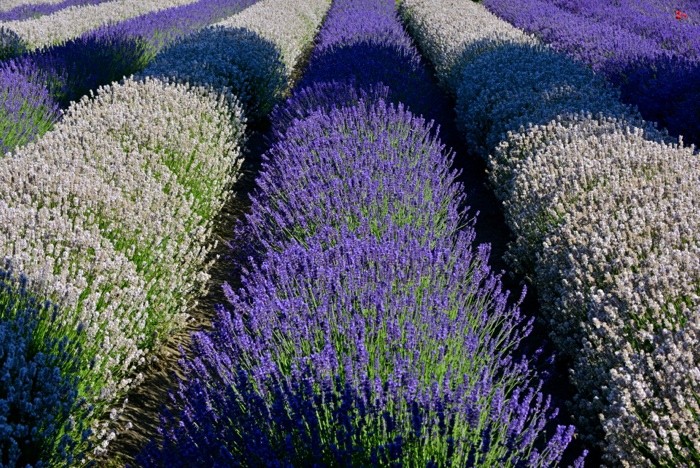 Hady Khandani, WHITE AND PURPLE LAVENDER - OLYMPIC PENINSULA - USA 2 (Lavendel, Feld, Pflanzen, Sommer,  Wunschgröße, Fotografie, Treppenhaus, Wohnzimmer, bunt)