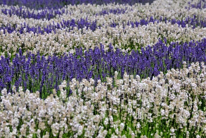 Hady Khandani, WHITE AND PURPLE LAVENDER - OLYMPIC PENINSULA - USA 3 (Lavendel, Feld, Pflanzen, Sommer,  Wunschgröße, Fotografie, Treppenhaus, Wohnzimmer, bunt)