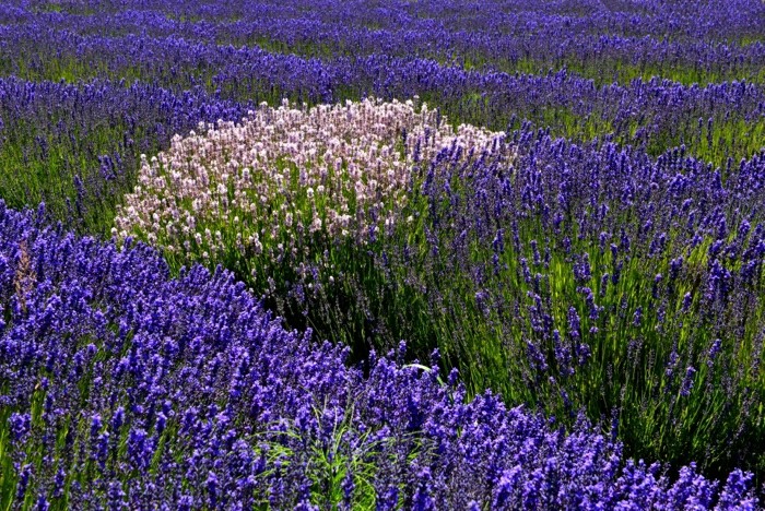 Hady Khandani, WHITE AND PURPLE LAVENDER - OLYMPIC PENINSULA - USA 4 (Lavendel, Feld, Pflanzen, Sommer,  Wunschgröße, Fotografie, Treppenhaus, Wohnzimmer, bunt)