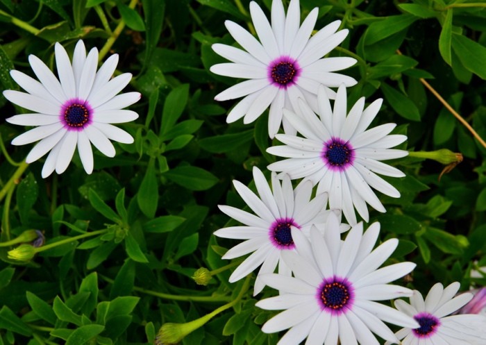 Hady Khandani, WHITE BLOSSOMS WITH PURPLE CORE (HADYPHOTO, Fotografie, Blumen, Blüten, Mittagsblumen, Botanik,  Wohnzimmer, Treppenhaus, Wunschgröße, Arztpraxis, bunt)