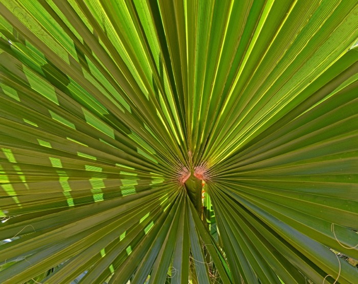 Hady Khandani, WINDMILL PALM 2 (HADYPHOTO, Fotografie, Pflanzen, Blatt, Palmenblatt, Fächerpalme, Botanik,  Wohnzimmer, Treppenhaus, Wunschgröße, Arztpraxis, grün)