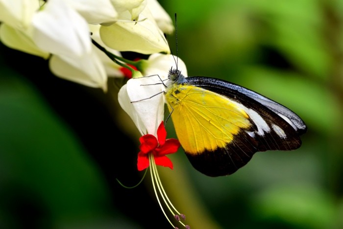 Hady Khandani, YELLOW BUTTERFLY ON WHITE BLOSSOM (HADYPHOTO, Fotografie, Schmetterling, Blüte, Insekten, Tierportrait, Nahaufnahme,  Wohnzimmer, Treppenhaus, Wunschgröße, bunt)