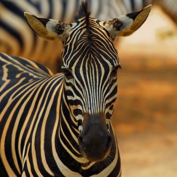 Hady Khandani, ZEBRA - SQUARE PORTRAIT (Wunschgröße, HADYPHOTO, Fotografie, Photografie, Nahaufnahme, Tiere, Afrika, Zebra, Wohnzimmer, Treppenhaus,  bunt)