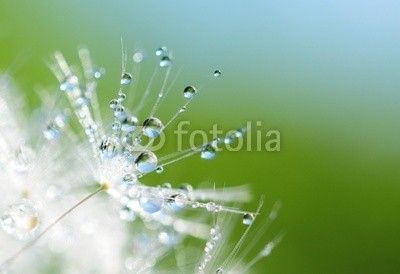 Hassan Akkas, Dandelion seed with drops (fallen lassen, nass, klarheit, shining, leuchten, tau, hintergrund, details, floral, dandy, löwenzahn, sommer, weich, samen, verschwommen, verwischen, verträumt, pappus, schöner, elegant, mustern, strukturen, textur, blühen, blickwinkel, frühlin)