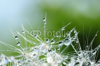 Hassan Akkas, Dandelion seed with drops (fallen lassen, nass, klarheit, shining, leuchten, tau, hintergrund, details, floral, dandy, löwenzahn, sommer, weich, samen, verschwommen, verwischen, verträumt, pappus, schöner, elegant, mustern, strukturen, textur, blühen, blickwinkel, frühlin)